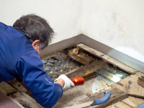 Best White Mold Remediation in North Ridgeville, OH