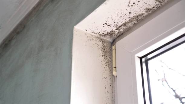 Best DIY Mold Remediation Support Services in North Ridgeville, OH