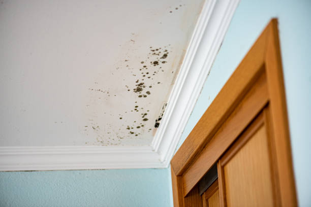 Best Black Mold Remediation in North Ridgeville, OH