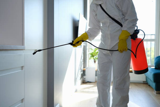 Best Black Mold Remediation in North Ridgeville, OH