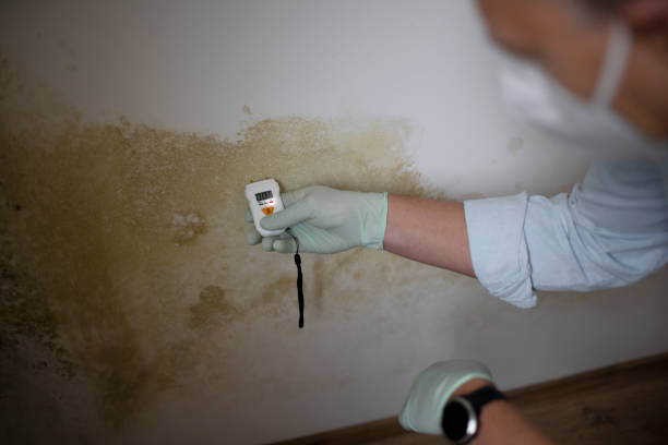 Best Mold Testing and Inspection Services in North Ridgeville, OH