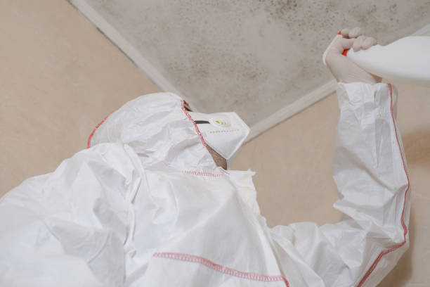 Best Insurance-Related Mold Remediation in North Ridgeville, OH