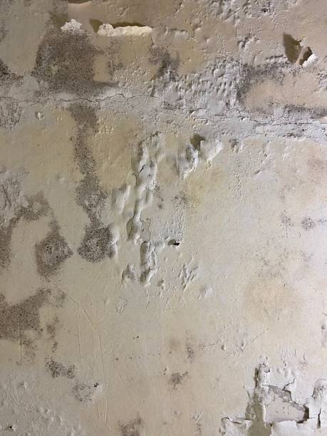 Trusted North Ridgeville, OH Mold Remediation Experts