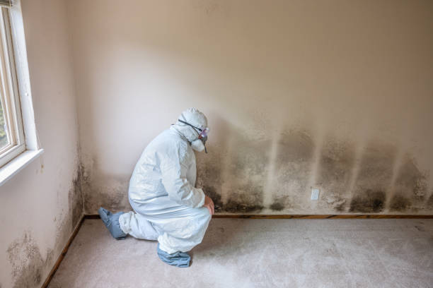 Best Basement Mold Remediation in North Ridgeville, OH