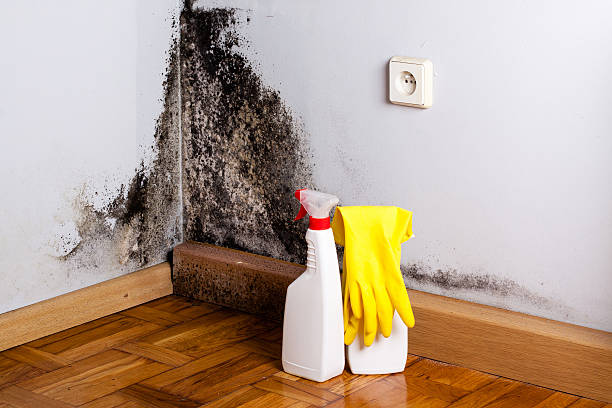 Best Kitchen Mold Remediation in North Ridgeville, OH
